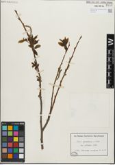 Foto von Salix glandulosa Seemen